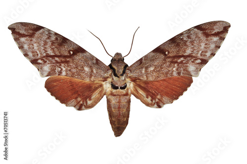 Meganoton analis moth