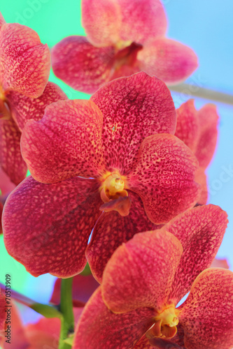 red-orange orchid flowers in the nature