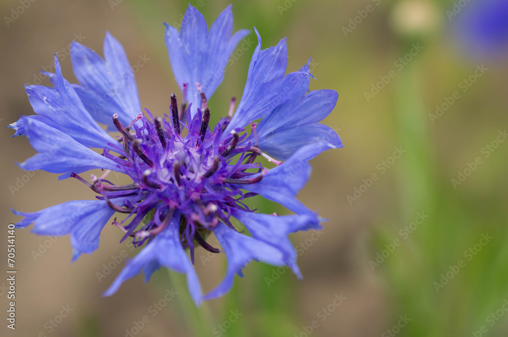 Cornflower flower in a summer garden close up Cornflower flower in a summer garden close up