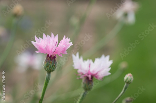 Two pink flowers of a cornflower in a garden