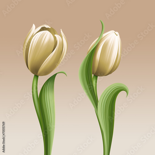 Fototapeta Naklejka Na Ścianę i Meble -  white tulips vintage floral illustration, isolated flowers