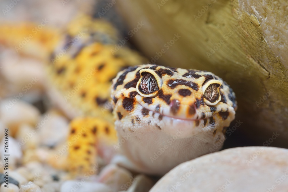 Obraz premium Leopard gecko Eublepharis macularius in the Zoo