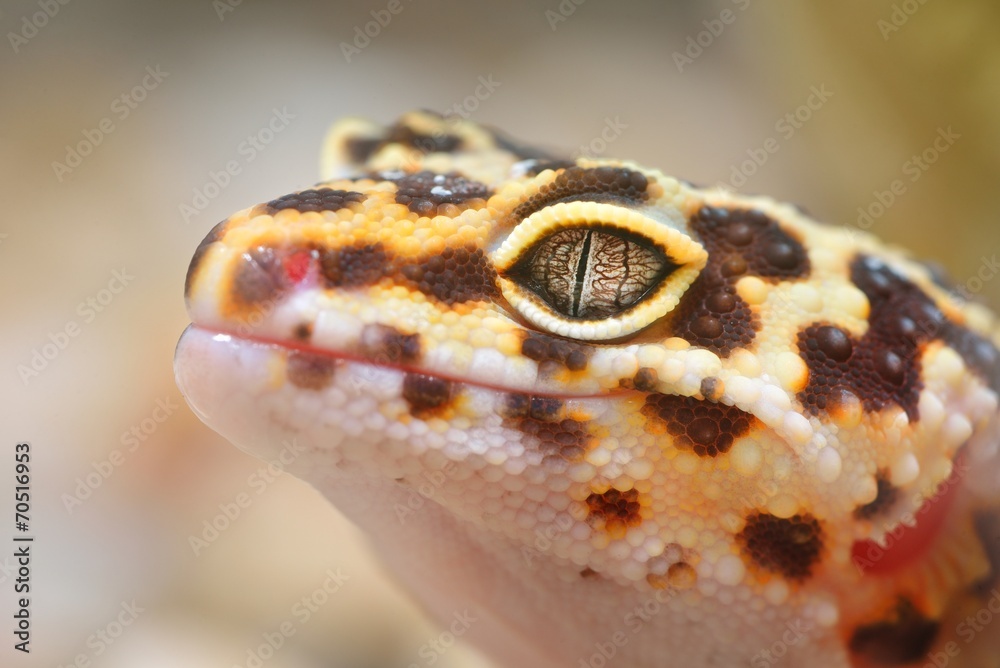 Fototapeta premium Leopard gecko Eublepharis macularius in the Zoo