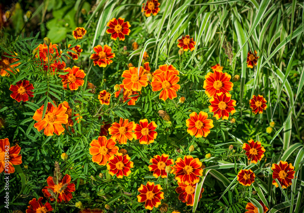 Orange flowers. In the garden on a sunny day.