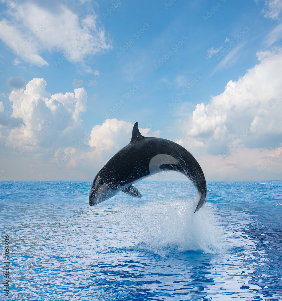jumping killer whale Stock Photo | Adobe Stock
