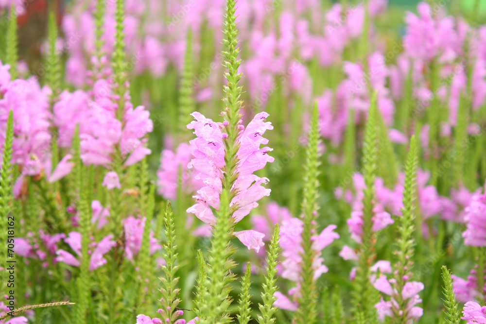 Pink flowers Pink flowers