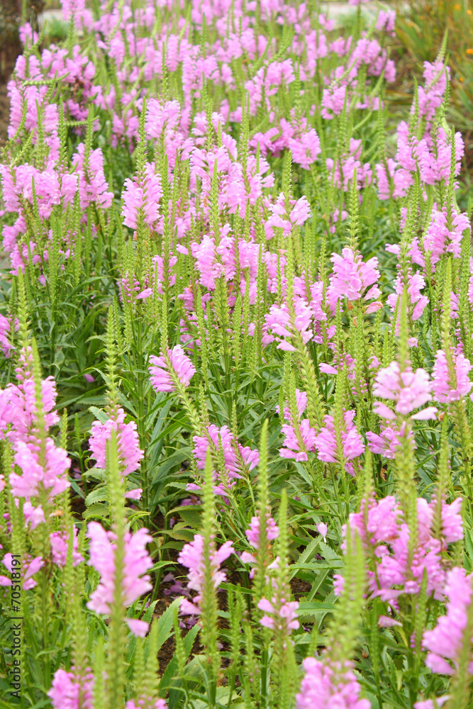 Obraz premium Pink flowers