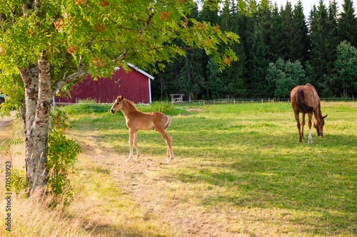 Horse and foal on the farm