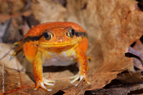 The false tomato frog Dyscophus guineti in terrarium photo