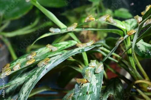 Young Chinese flying frog Rhacophorus dennysii photo