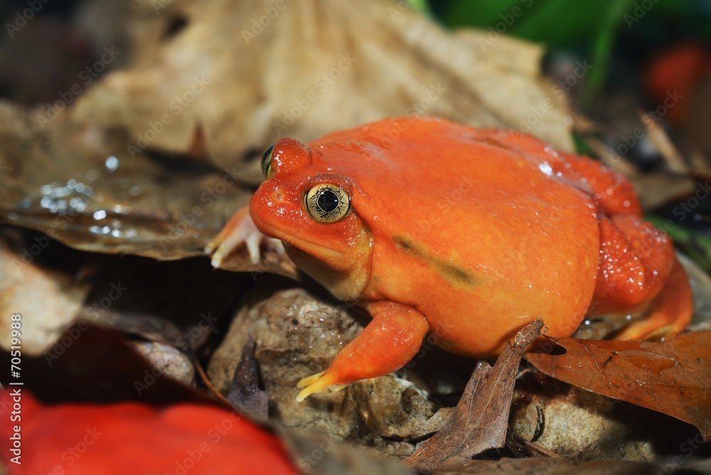 Obraz premium The false tomato frog Dyscophus antongilii in terrarium