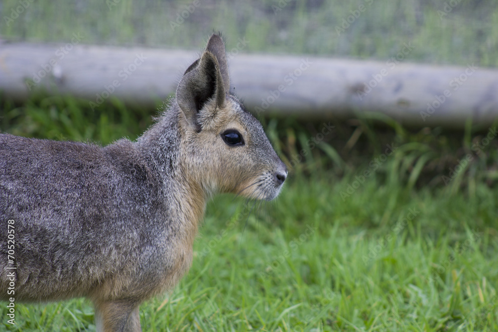 mara or Dolichotis mara or Dolichotis