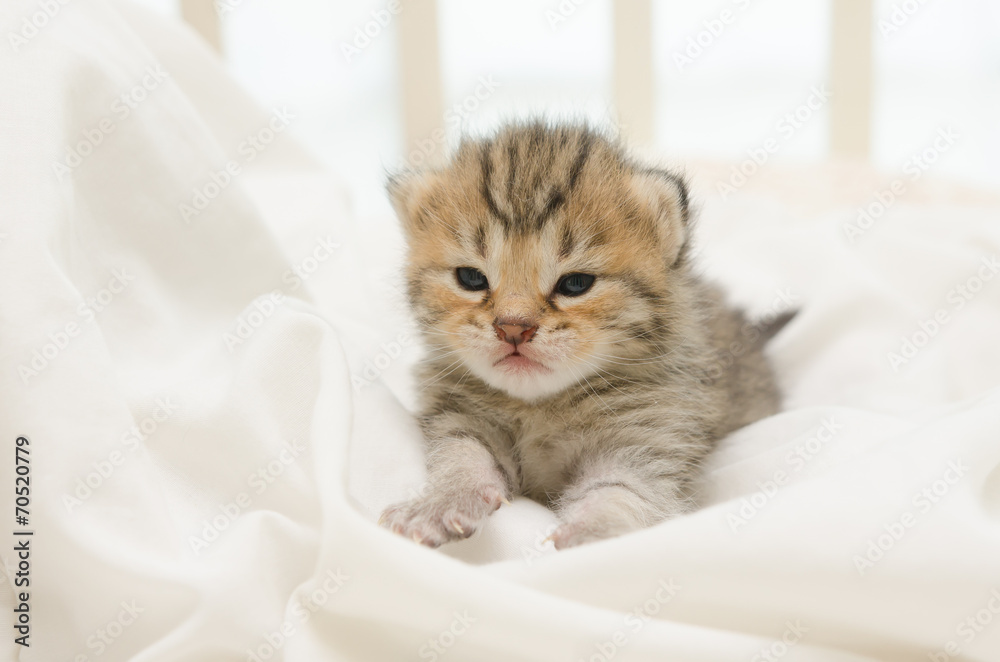 newborn kitten of American Shorthair