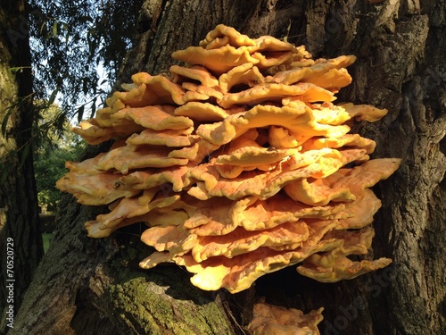 Big mushrooms hub on tree in forest