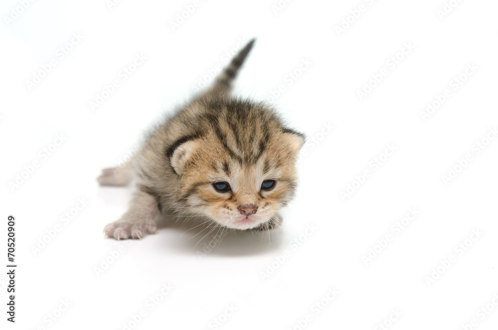 Fototapeta premium Newborn tabby kitten on white background