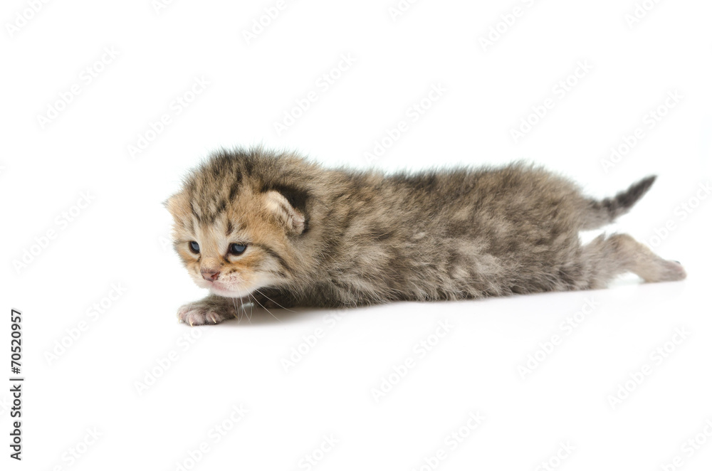 Newborn tabby kitten on white background