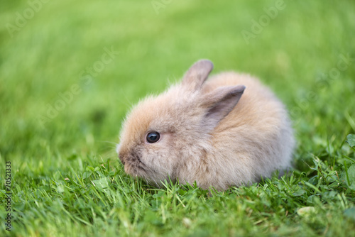 Little rabbit on green grass