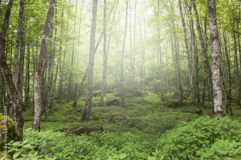 Obraz premium Wald