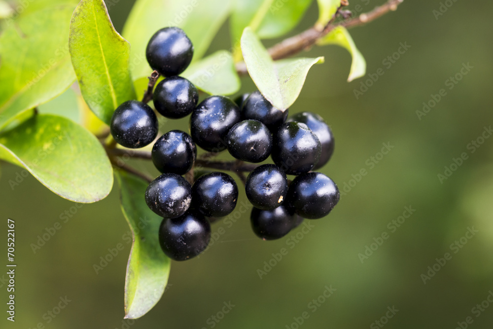 black berries and green leaves