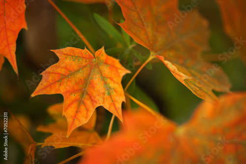 Autumn leave. Abstract autumnal background with colorful leaves