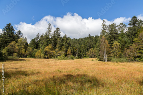 tourbière des vosges