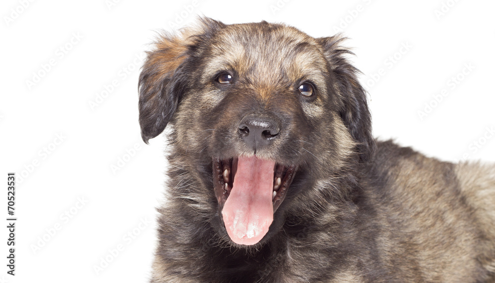 head puppy close-up on a white background isolated head puppy close-up on a white background isolated