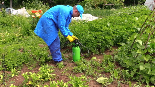 Farmer man spray fertilize pesticides chemical on plants photo