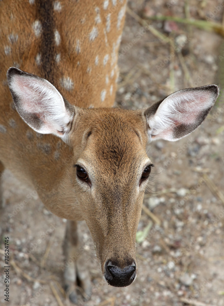 child of the red deer