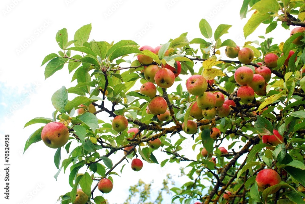 Rich bunch of red apples on a branch