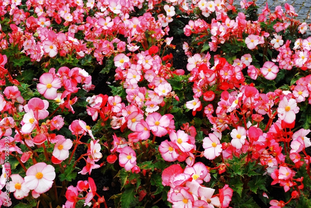 Begonia pink flowers and green leaves background Begonia pink flowers and green leaves background