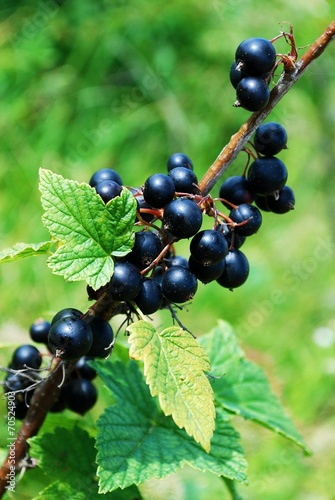 Obraz na płótnie Branch with berries of black currant w salonie