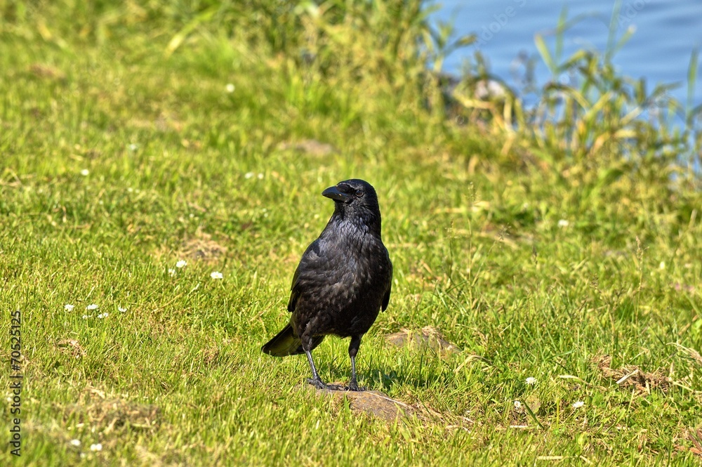 Fototapeta premium Ein Raabe auf einer Wiese