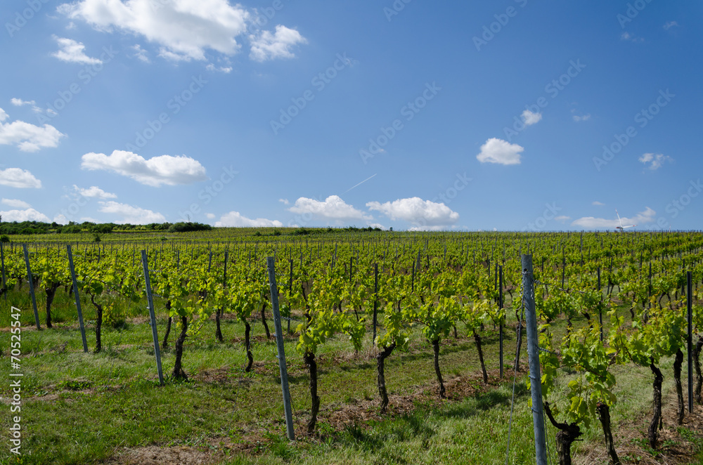 viticulture22
