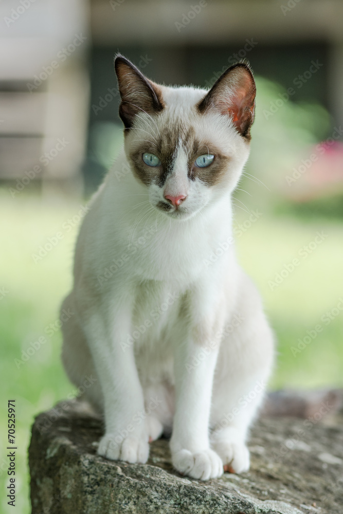 beautiful blue eyes cat on the rock