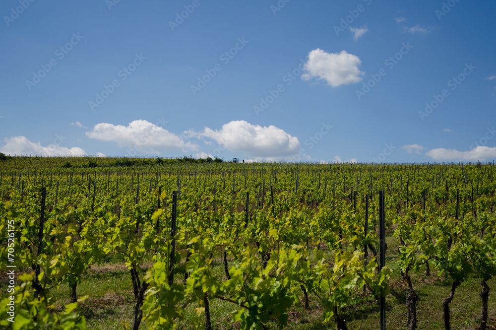 viticulture10