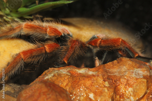 red Tarantula spider, Brachypelma Boehmei