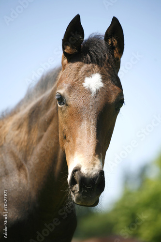 Portrait of a pretty purebred foal in summer pasture
