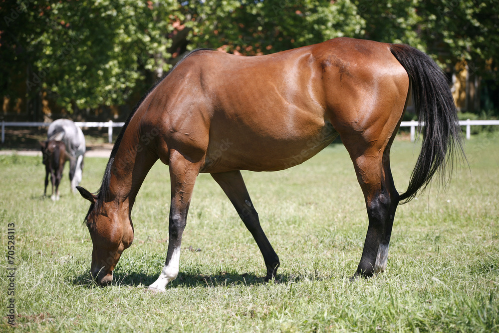 Thoroughbred horse grazing in pasture summertime
