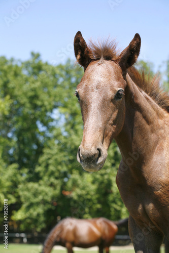 Head-shot from a baby horse © acceptfoto