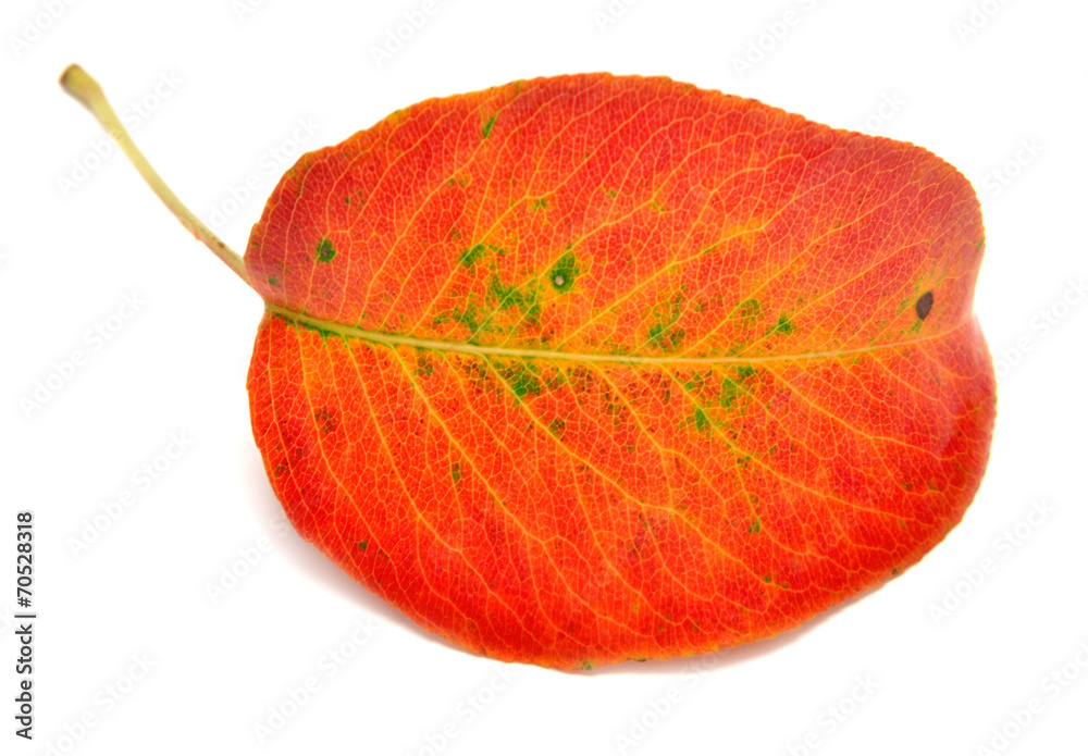 Dry autumn leaf Dry autumn leaf