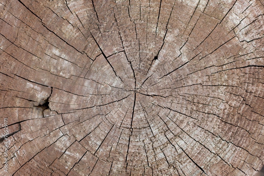 Fototapeta premium 丸太
