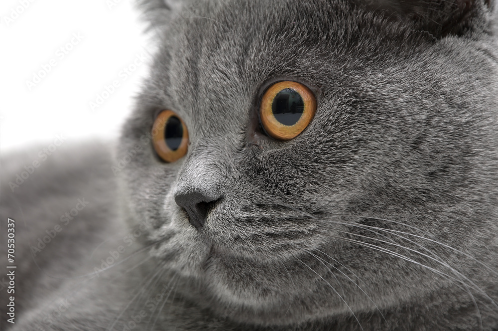 Portrait of a gray cat (breed Scottish straight) close-up