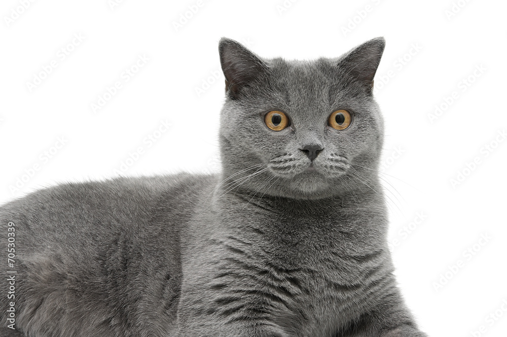 Portrait of a cat on a white background