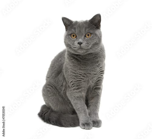 gray cat sitting on a white background