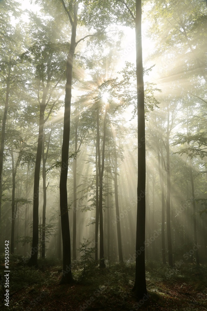 Fototapeta premium Autumn beech forest in foggy weather