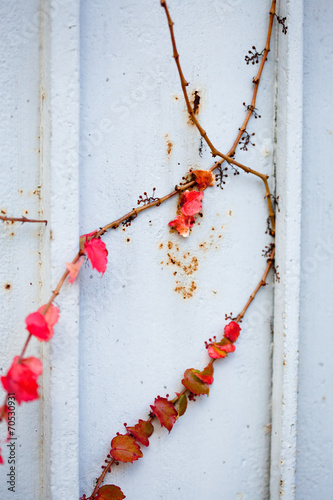 Uneatable grape vine branch with leafs on the wall