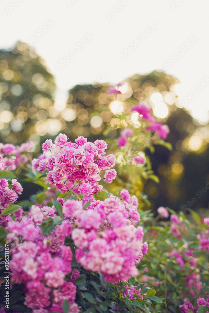 Obraz premium Rose garden