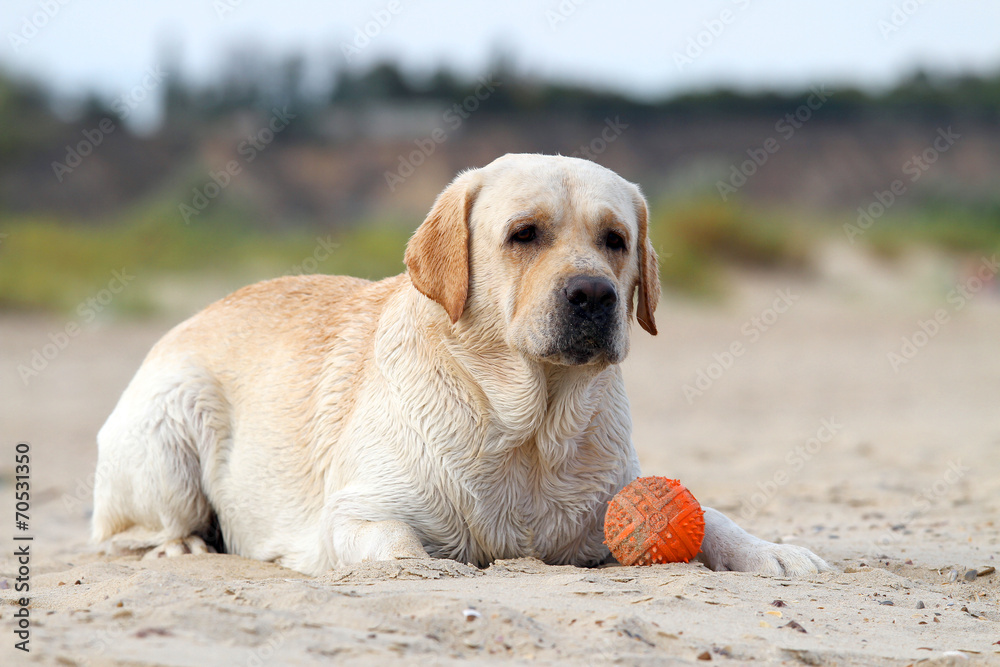 labrador playing with an orange ball labrador playing with an orange ball