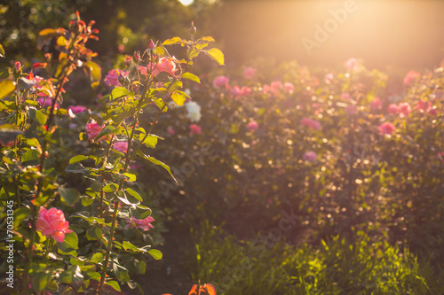 Rose in the evening sun