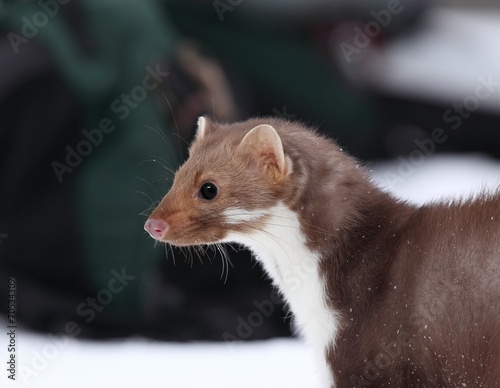 Marten beech (Martes foina) photo